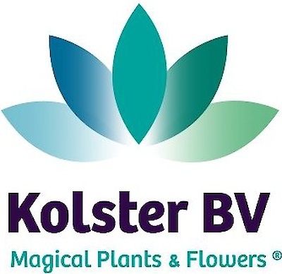 Kolster